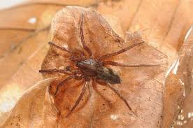 Attēlu rezultāti vaicājumam “Agroeca brunnea”