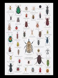 Attēlu rezultāti vaicājumam “Coleoptera”