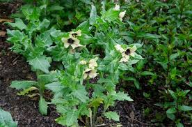 Image result for bilsenkraut