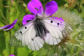 Attēlu rezultāti vaicājumam “Parnassius mnemosyne underside”