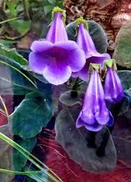 Image result for Sinningia