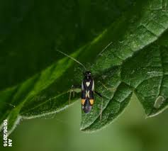 Attēlu rezultāti vaicājumam “Grypocoris sexguttatus”