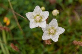 Attēlu rezultāti vaicājumam “Parnassia palustris flower”
