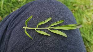 Attēlu rezultāti vaicājumam “Cardamine pratensis leaf”