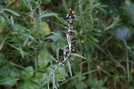 Attēlu rezultāti vaicājumam “Gnaphalium sylvaticum leaf”