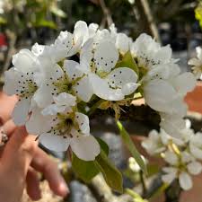 Attēlu rezultāti vaicājumam “Pyrus communis flower”