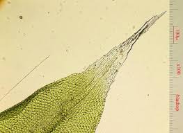 Attēlu rezultāti vaicājumam “Orthotrichum diaphanum”