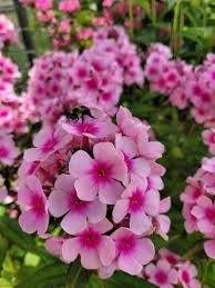 Image result for Phlox paniculata `Bright Eyes`