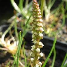 Attēlu rezultāti vaicājumam “Triglochin palustre”