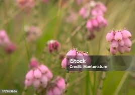 Attēlu rezultāti vaicājumam “Erica tetralix leaf”