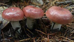 Attēlu rezultāti vaicājumam “Gomphidius roseus”