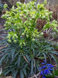 Image result for Nieswurz