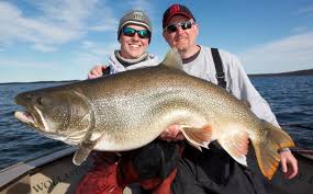 Image result for Salvelinus namaycush