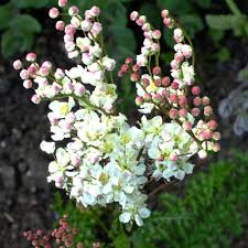 Attēlu rezultāti vaicājumam “Filipendula vulgaris bud”