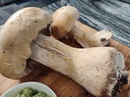 Image result for macrocybe titans