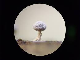 Attēlu rezultāti vaicājumam “Didymium squamulosum macro”