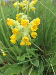 Image result for Primula elatior