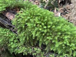 Attēlu rezultāti vaicājumam “Mnium hornum”