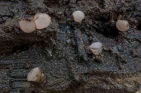 Attēlu rezultāti vaicājumam “Ombrophila violacea”