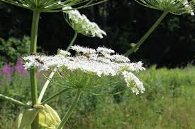 Attēlu rezultāti vaicājumam “Heracleum sosnowskyi flower”