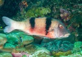 Image result for Parupeneus trifasciatus