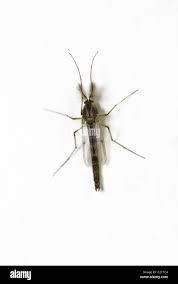 Attēlu rezultāti vaicājumam “Tipulidae male”