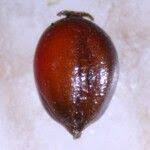 Attēlu rezultāti vaicājumam “Glyceria striata fruit”