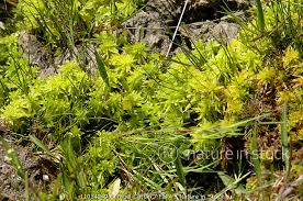 Attēlu rezultāti vaicājumam “Sphagnum palustre”