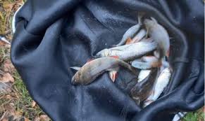 Image result for Addlestone Angling Society