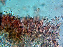 Attēlu rezultāti vaicājumam “Oxyporus corticola”