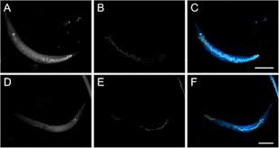 Attēlu rezultāti vaicājumam “Comatricha elegans var. microspora”