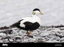 Attēlu rezultāti vaicājumam “Somateria mollissima male”