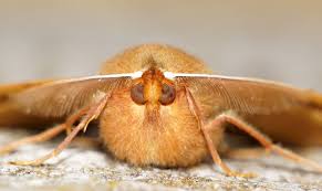 Attēlu rezultāti vaicājumam “Colotois pennaria”