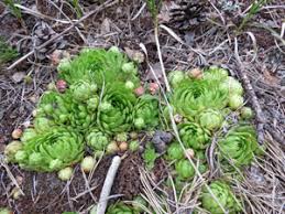 Attēlu rezultāti vaicājumam “Jovibarba globifera fruit”
