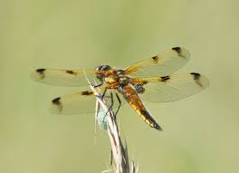 Attēlu rezultāti vaicājumam “Libellula quadrimaculata larva”