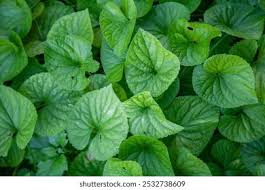 Attēlu rezultāti vaicājumam “Viola odorata leaf”