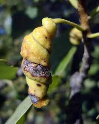 Attēlu rezultāti vaicājumam “Pemphigus borealis”