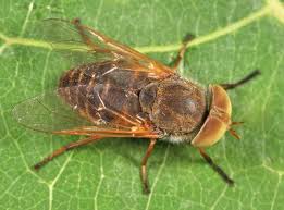 Attēlu rezultāti vaicājumam “Atylotus sp.”