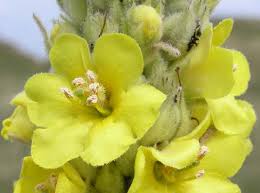 Attēlu rezultāti vaicājumam “Verbascum thapsus”