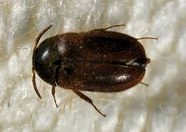 Attēlu rezultāti vaicājumam “Attagenus smirnovi”