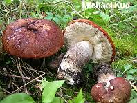 Attēlu rezultāti vaicājumam “Boletales”