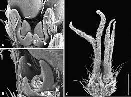 Attēlu rezultāti vaicājumam “Carpinus betulus female flower”