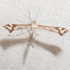 Attēlu rezultāti vaicājumam “Platyptilia sp.”