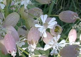 Image result for Silene vulgaris