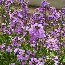 Image result for Dahlia x pinnata `Decorative Giants`