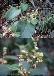 Attēlu rezultāti vaicājumam “Polygonaceae”