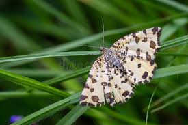 Attēlu rezultāti vaicājumam “Pseudopanthera macularia”