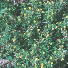 Attēlu rezultāti vaicājumam “Medicago lupulina flower”
