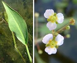 Attēlu rezultāti vaicājumam “Alisma gramineum flower”
