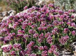 Attēlu rezultāti vaicājumam “Anthyllis maritima flower”